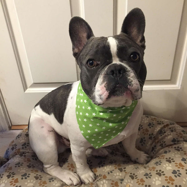 Green Stars Dog Bandana